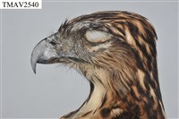 鳳頭蒼鷹藏品圖，第13張